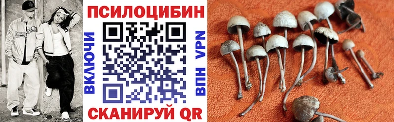 Купить закладки  Красный Холм  Псилоцибиновые грибы Magic Shrooms 